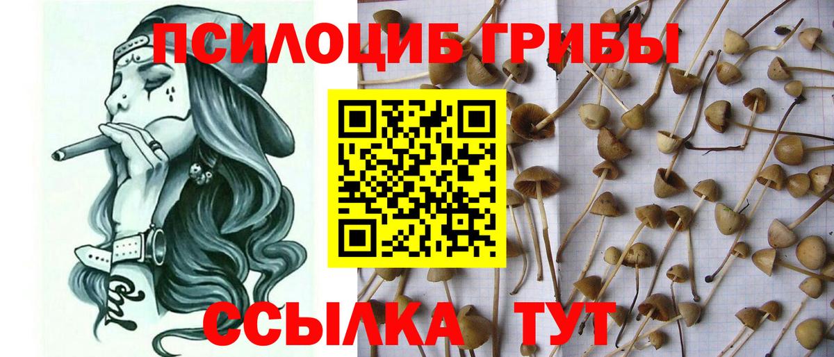 Алапаевск  Псилоцибиновые грибы Psilocybe  Вход с VPN 